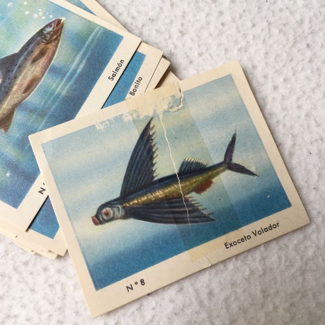 Colección completa de Peces de Ceregumil