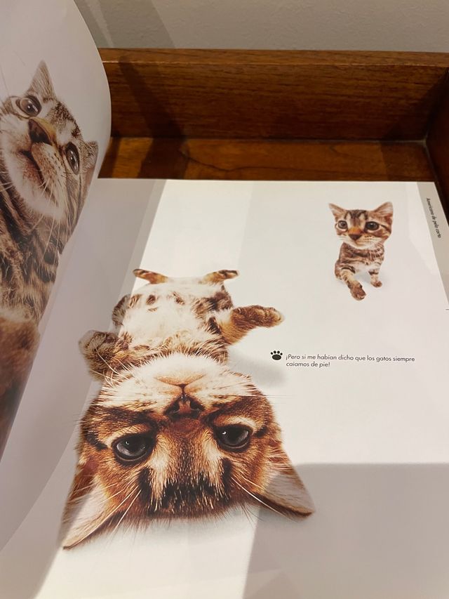 Libro de gatos