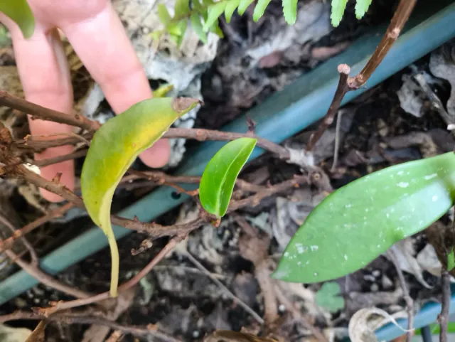 Kadsura japonica. Para bonsai o kusamono