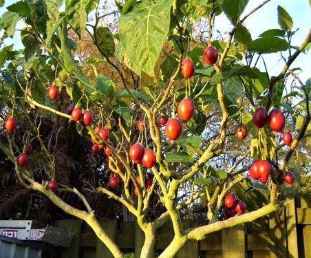 Semillas de TAMARILLO (tomatera de árbol)