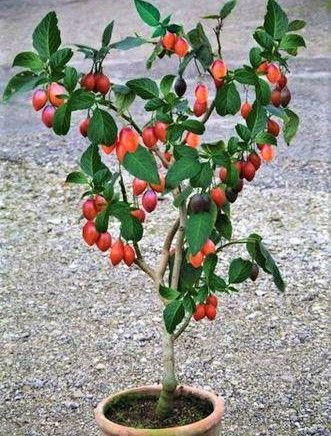 Semillas de TAMARILLO (tomatera de árbol)