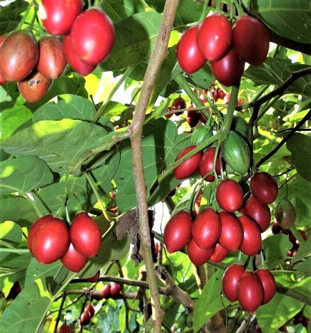 Semillas de TAMARILLO (tomatera de árbol)