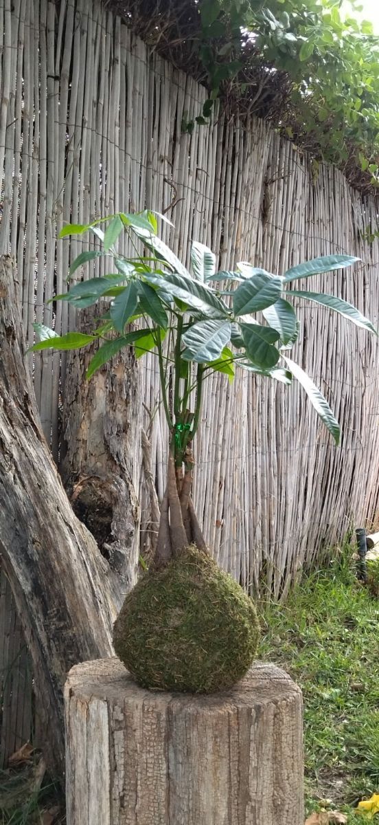 planta natural kokedama