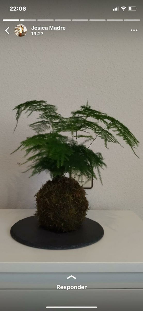 planta natural kokedama