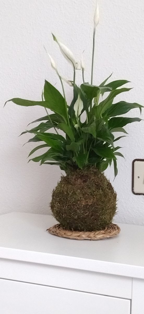 planta natural kokedama