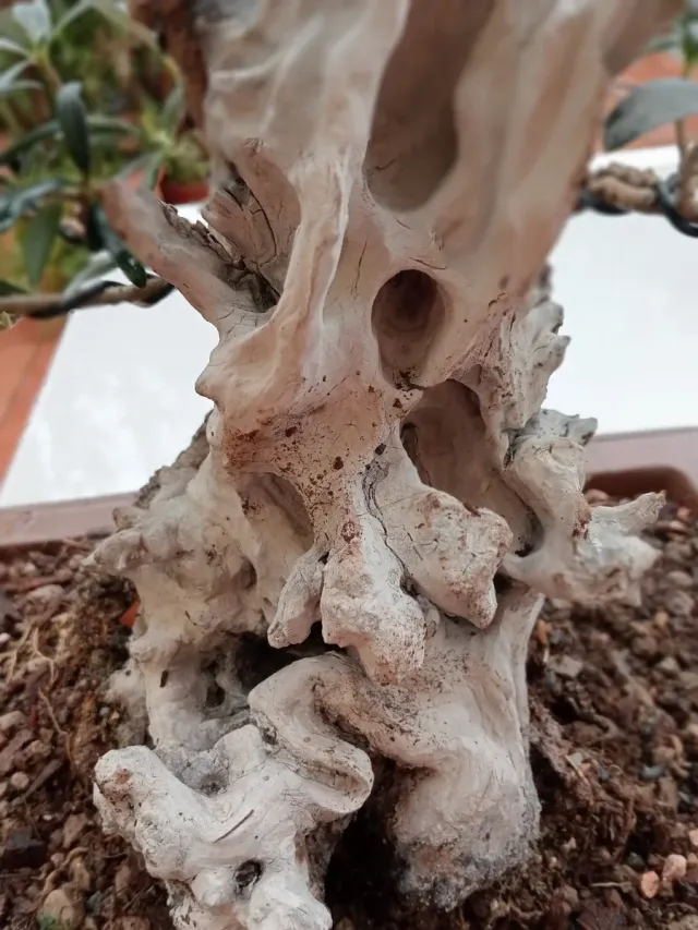 Bonsai olivo