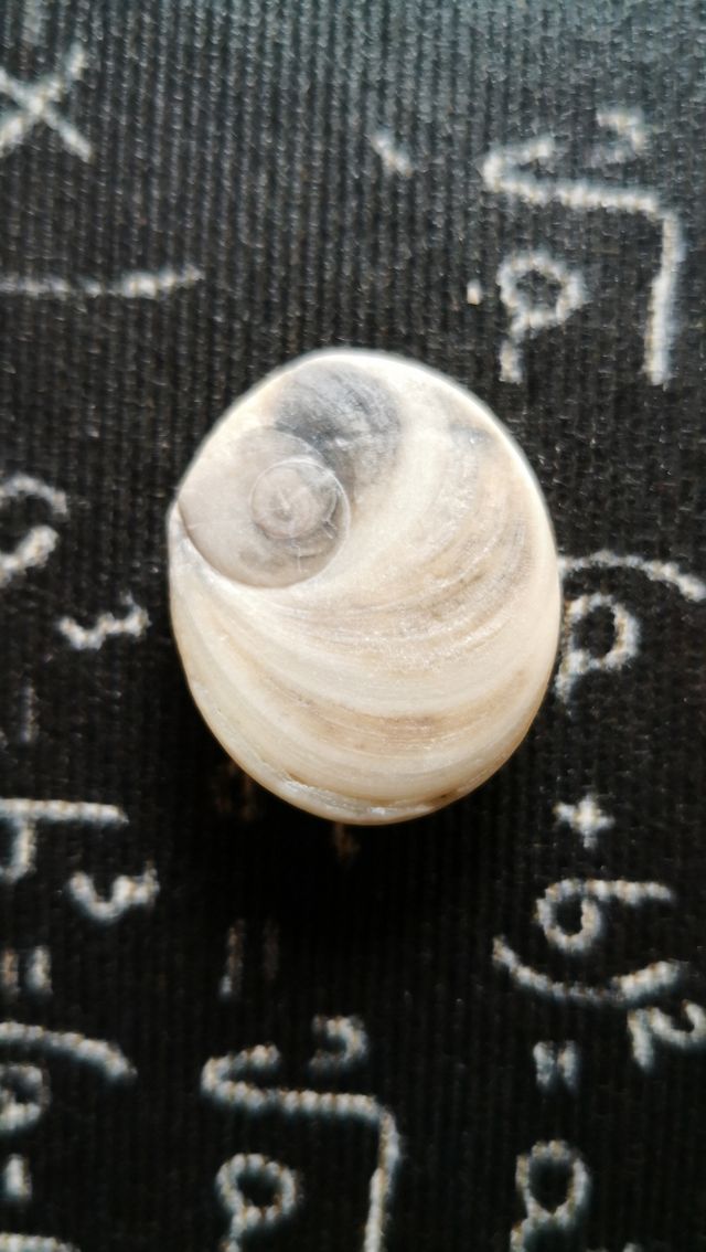 ojo de Shiva, ojo de Santa Lucia, operculos