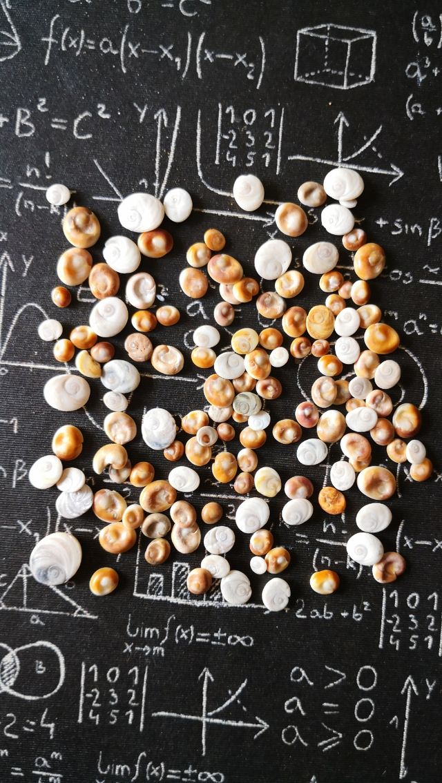 ojo de Shiva, ojo de Santa Lucia, operculos