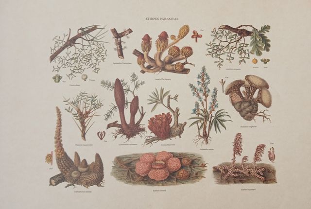 Lámina Plantas, "Plantas Parásitas"