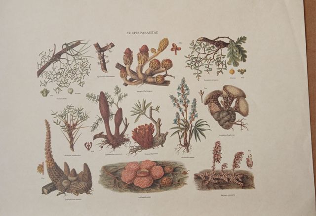 Lámina Plantas, "Plantas Parásitas"