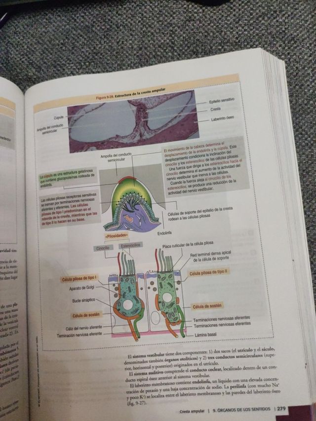 Histología y biología celular