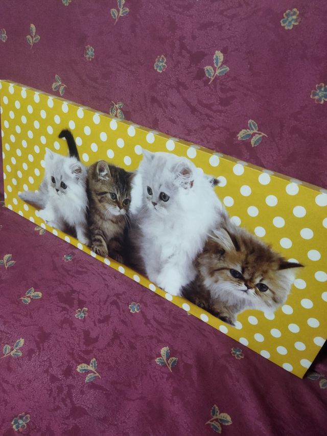 Cuadro en lienzo de gatos