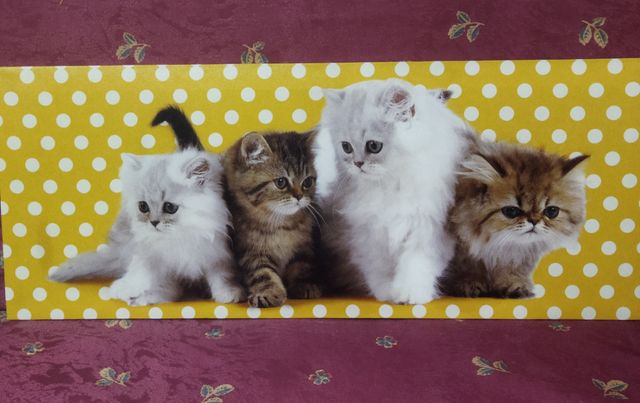 Cuadro en lienzo de gatos