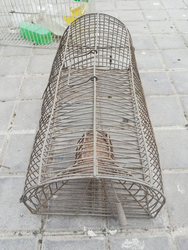 Jaulas 🐦 🐰 🐀