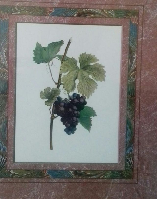 Cuadro Racimo de uvas