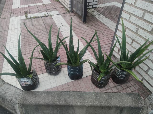 PLANTAS DE ALOE VERA   SABILA