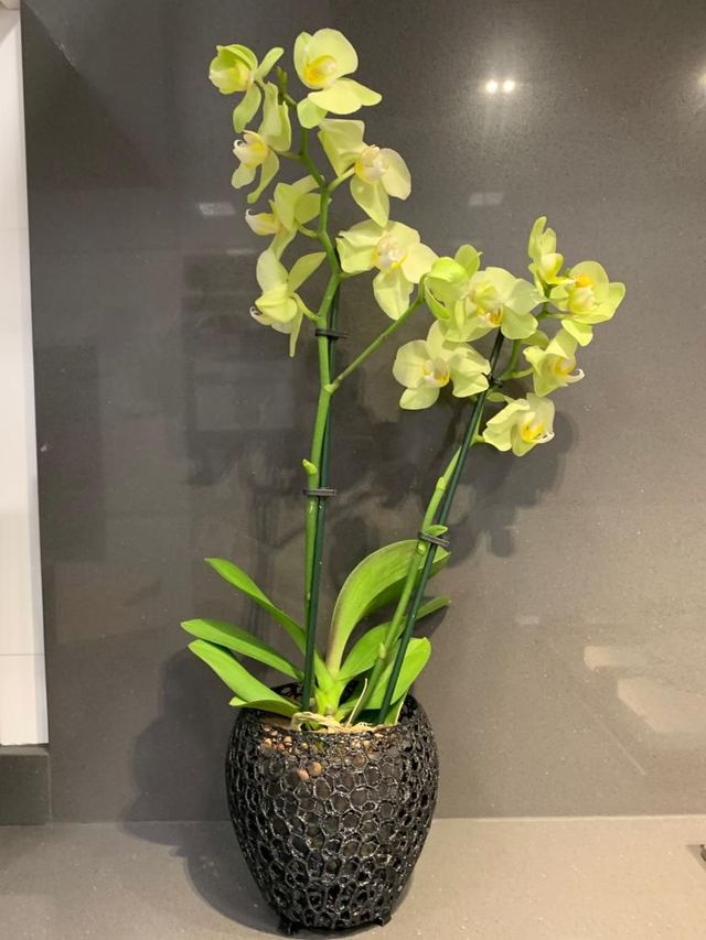 Macetas para Orquideas