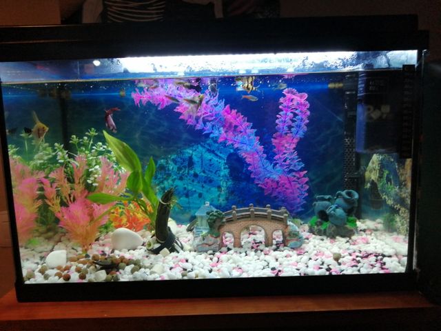 Acuario de 60 litros cambio o vendo negociable