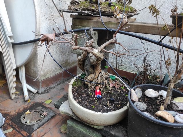 Celastro para bonsai o enredadera gigante.