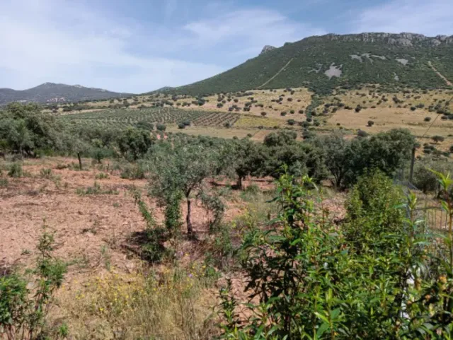 CÓRDOBA finca  22hec OCASIÓN  45.000€