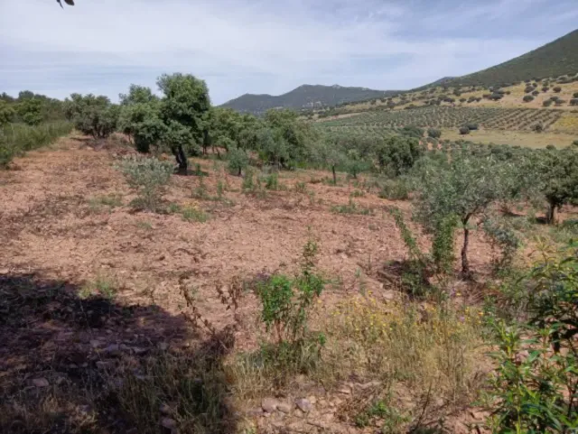 CÓRDOBA finca  22hec OCASIÓN  45.000€