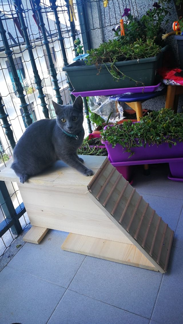 Escalera para gatos bebes o adultos
