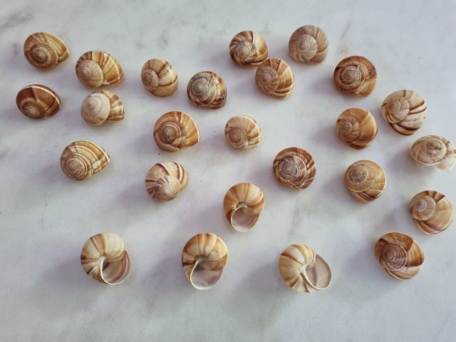 Caracolas de mar."Troca Strawberry". Perfectas.