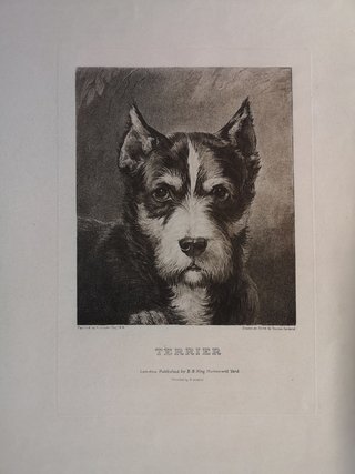 Cuadro grabado de un perro Terrier