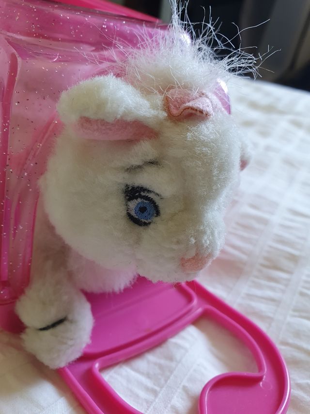 gatito con su transportin