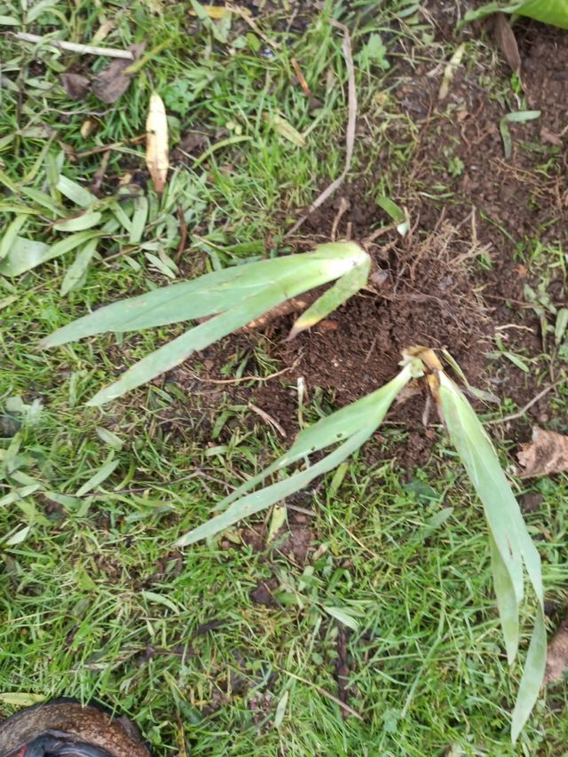 PLANTA IRIS GERMANICA