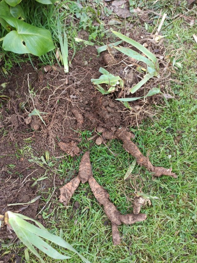 PLANTA IRIS GERMANICA