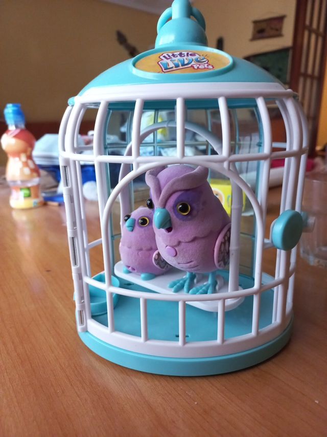 Pájaros Parlanchines