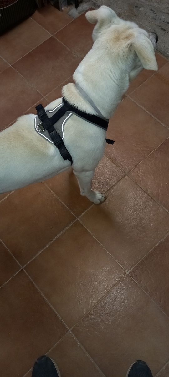 arnés perro