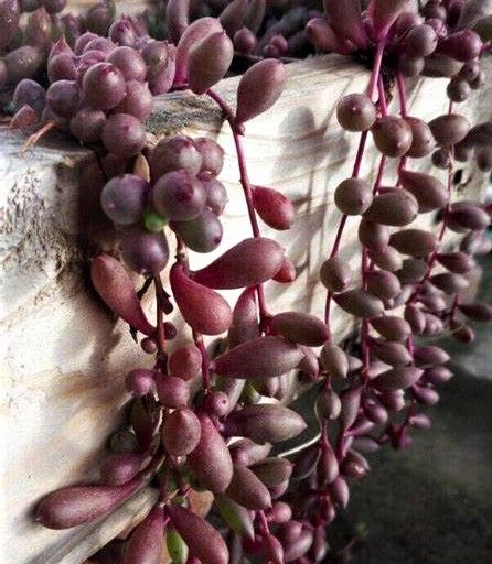 Esqueje de SENECIO HERREIANUS PURPLE