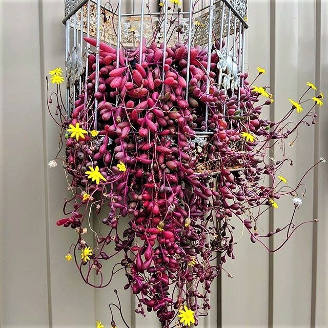 Esqueje de SENECIO HERREIANUS PURPLE