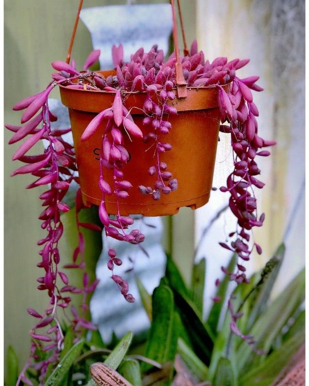 Esqueje de SENECIO HERREIANUS PURPLE