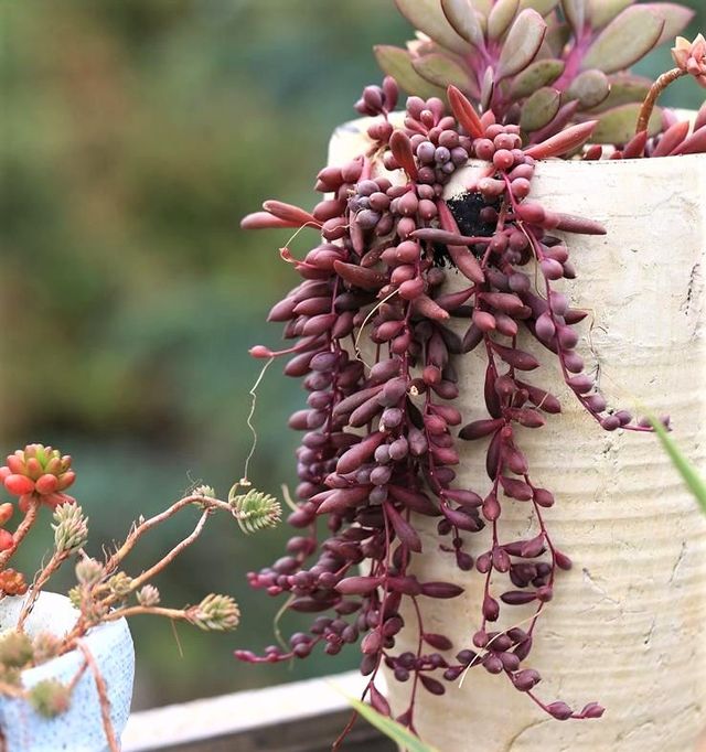 Esqueje de SENECIO HERREIANUS PURPLE