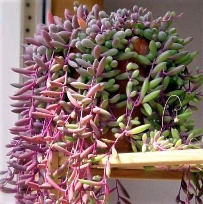 Esqueje de SENECIO HERREIANUS PURPLE