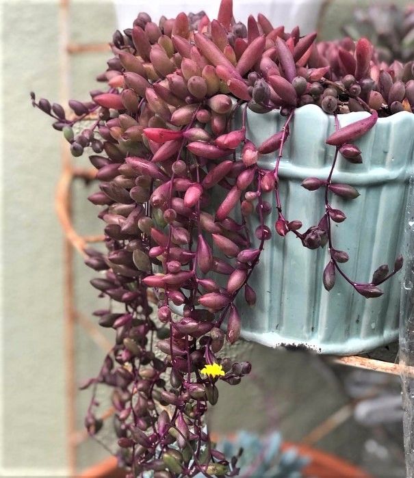 Esqueje de SENECIO HERREIANUS PURPLE