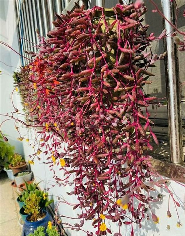 Esqueje de SENECIO HERREIANUS PURPLE