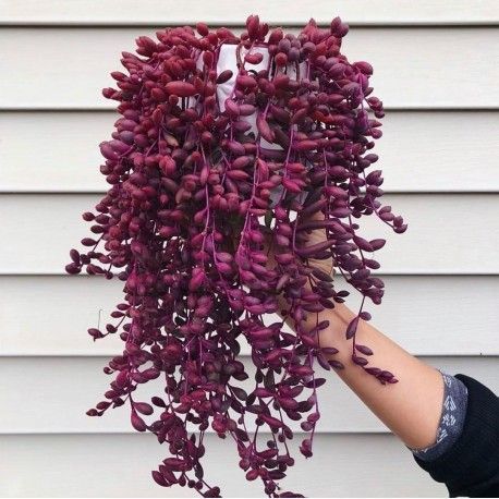 Esqueje de SENECIO HERREIANUS PURPLE