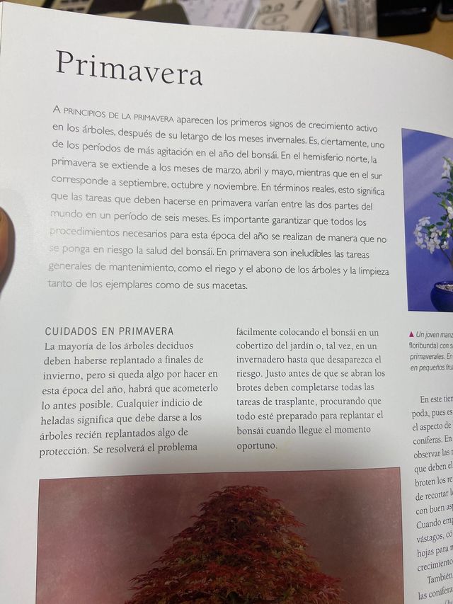 Guía práctica del bonsai