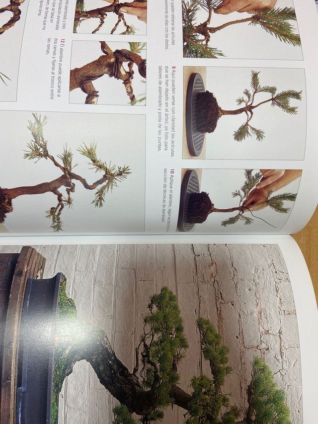 Guía práctica del bonsai