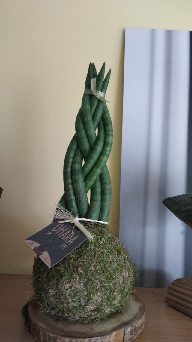 kokedamas y terrareos