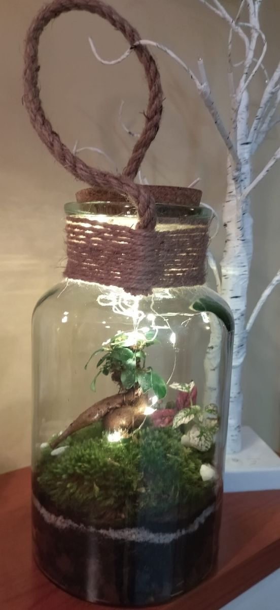 kokedamas y terrareos