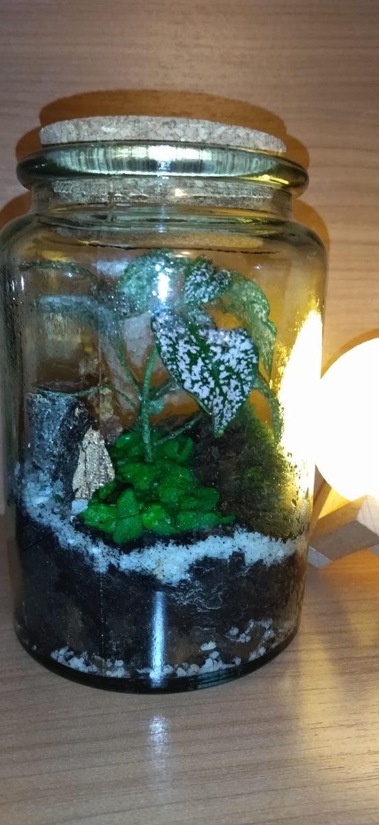 kokedamas y terrareos