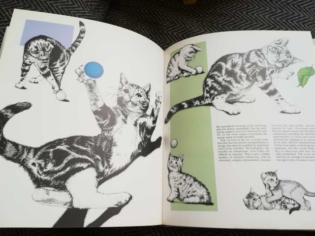 Cats of the world. Gatos