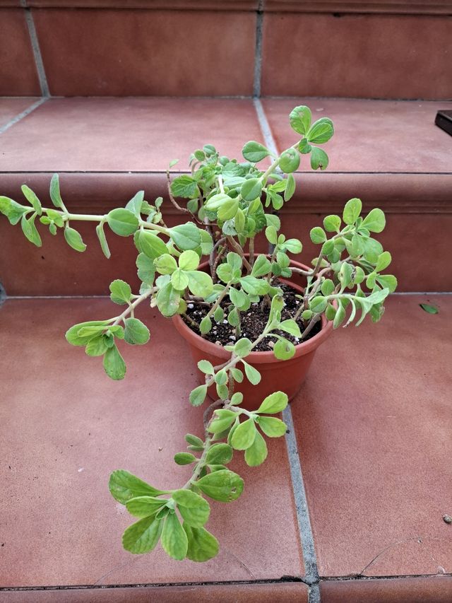 Planta aromática. Melissa Officinalis