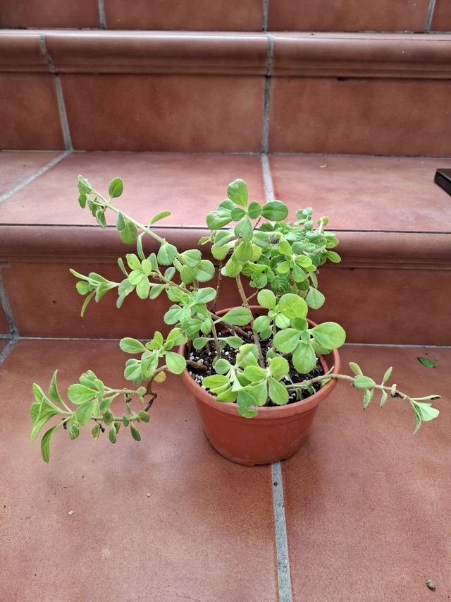 Planta aromática. Melissa Officinalis