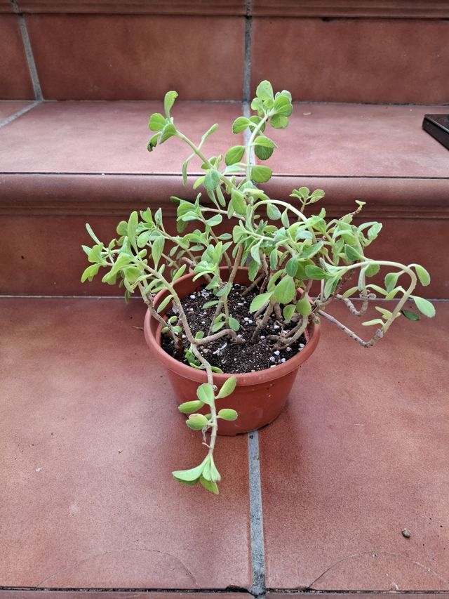 Planta aromática. Melissa Officinalis